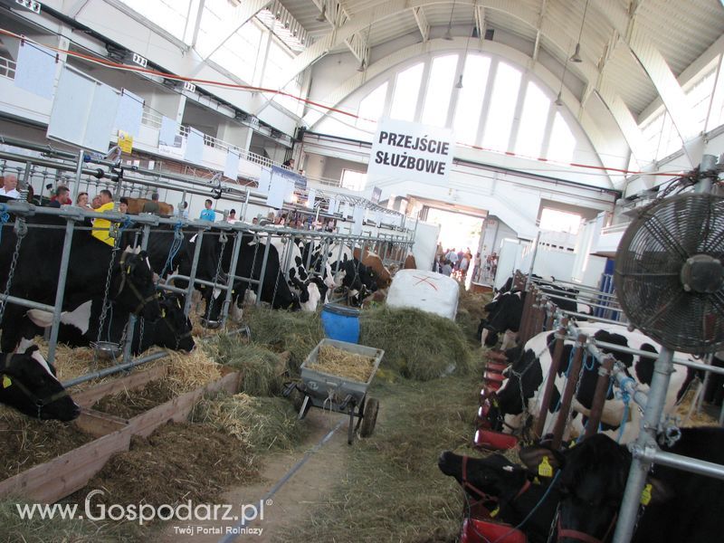 Bydło mleczne na XXV Krajowej Wystawie Zwierząt Hodowlanych