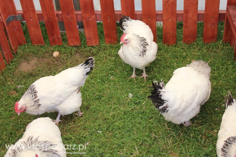 Konferencja Naukowo-Techniczna pt. Innowacyjność w produkcji zwierzęcej - oczekiwania czy konieczność dzień drugi