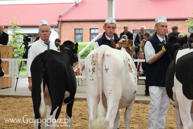 VII Ogólnopolska Wystawa Bydła Hodowlanego - Sielinko 2012