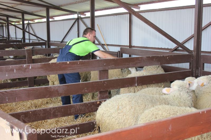 Owce- Szepietowo 2012 XIX Regionalna Wystawa Zwierząt Hodowlanych