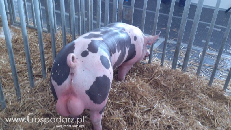 KWZH 2015. Bliskie spotkania ze zwierzętami hodowlanymi