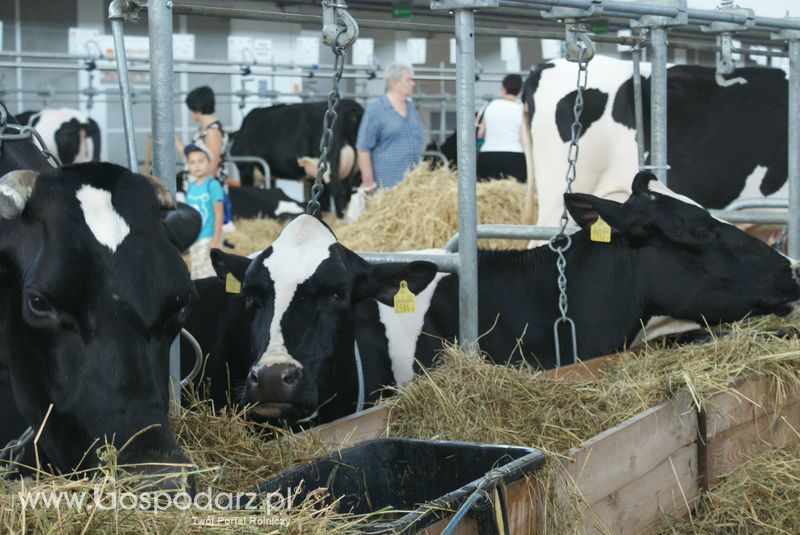 Bydło mleczne na XXV Krajowej Wystawie Zwierząt Hodowlanych