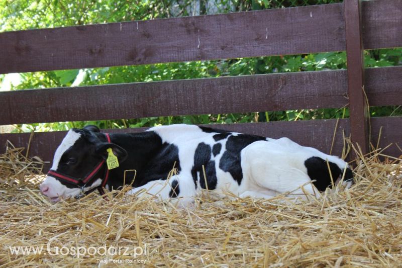 Regionalna Wystawa Zwierząt Hodowlanych i Dni z Doradztwem Rolniczym w Szepietowie-sobota