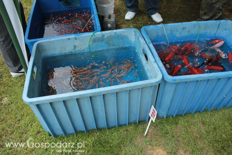 XX Targi Rolnicze Lubniewice 