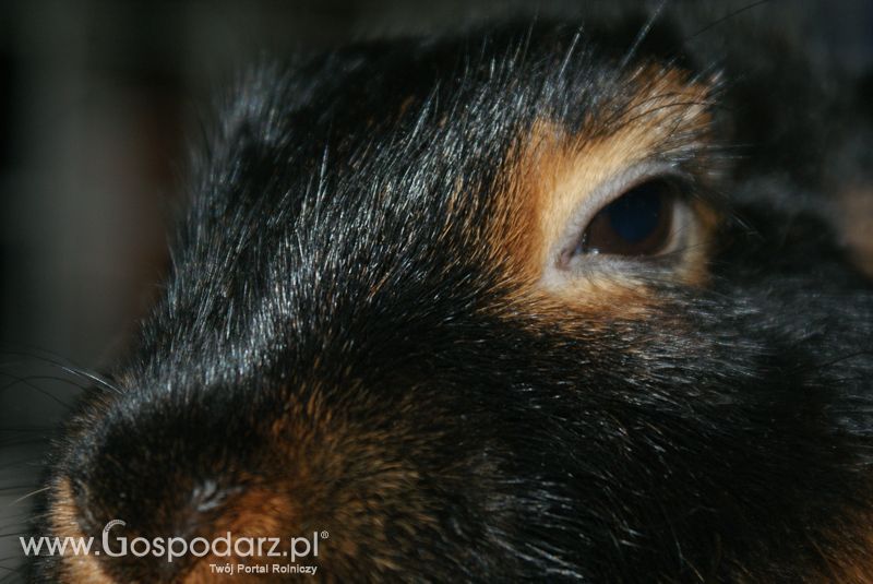 Króliki, nutrie, lisy, norki i inne futerkowe zwierzęta na XXV KWZH