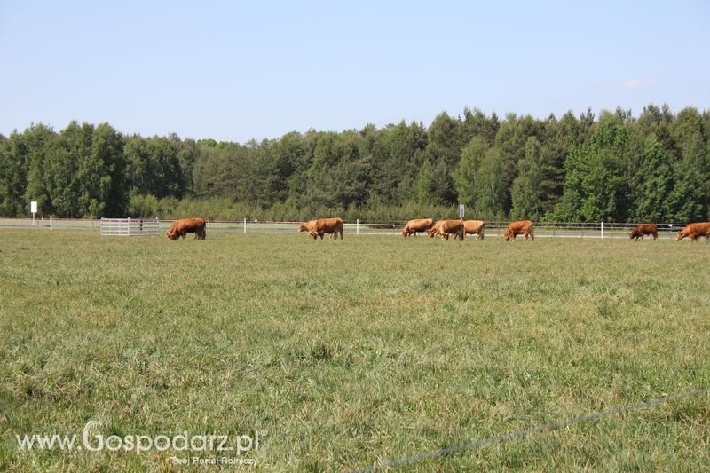 Wypas bydła - Zielone Agro Show 2011 Kąkolewo 