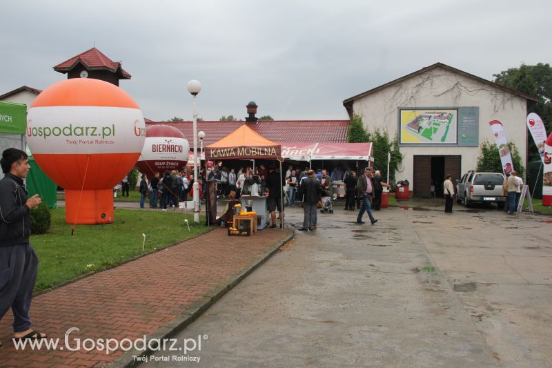 I Krajowa Wystawa Bydła Mięsnego w Sielinku - niedziela