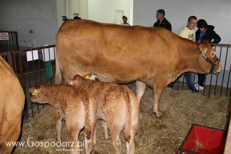 I Krajowa Wystawa Bydła Mięsnego w Sielinku - niedziela