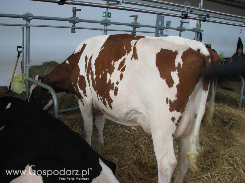 Bydło mleczne na XXV Krajowej Wystawie Zwierząt Hodowlanych