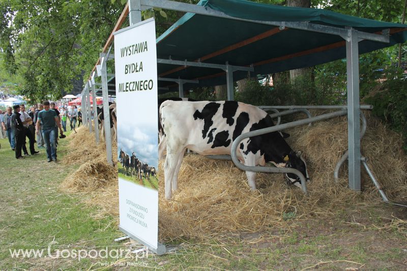 XX Targi Rolnicze Lubniewice - zwierzęta
