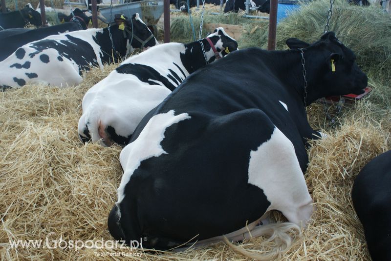 Bydło mleczne na XXV Krajowej Wystawie Zwierząt Hodowlanych