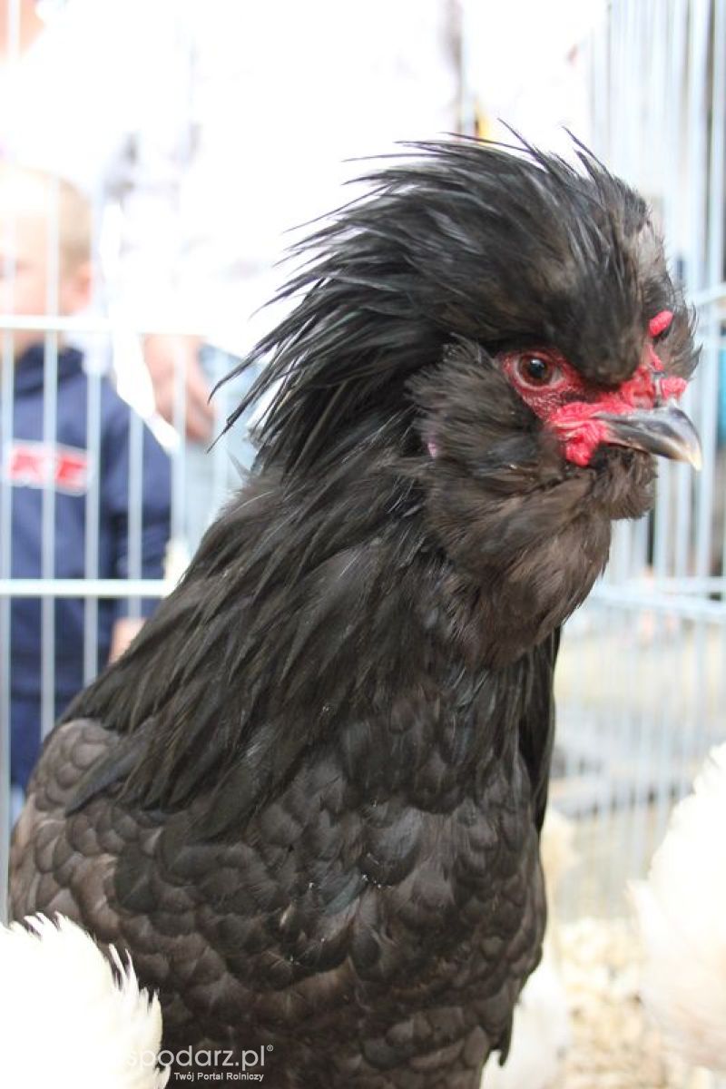 XVIII Regionalna Wystawa Zwierząt Hodowlanych w Szepietowie - niedziela