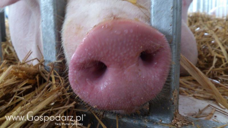 KWZH 2015. Bliskie spotkania ze zwierzętami hodowlanymi
