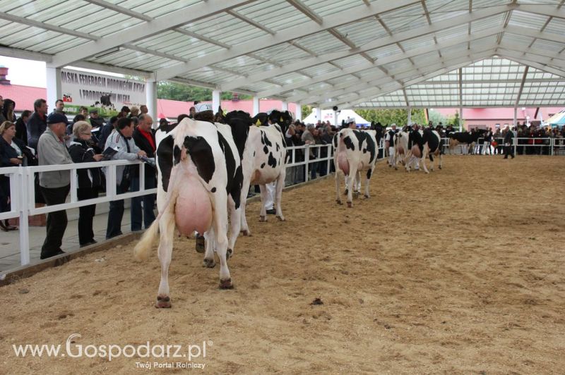VII Ogólnopolska Wystawa Bydła Hodowlanego - Sielinko 2012