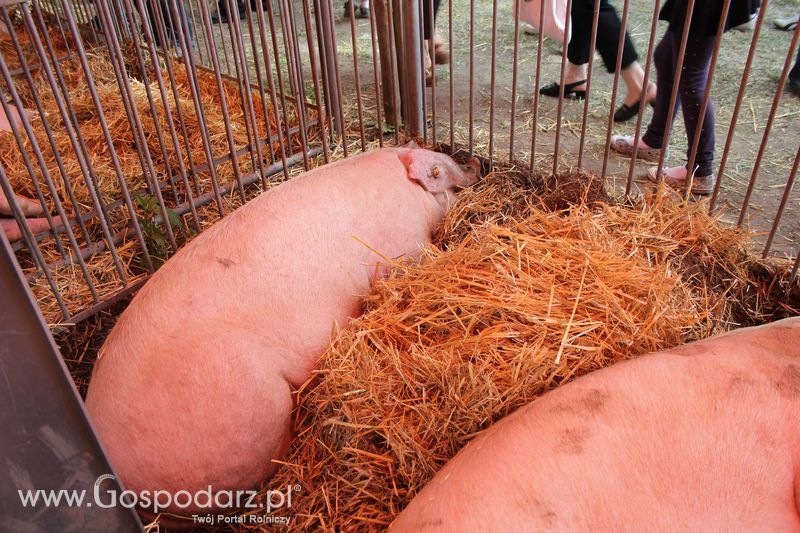  XX Targi Rolnicze Lubniewice