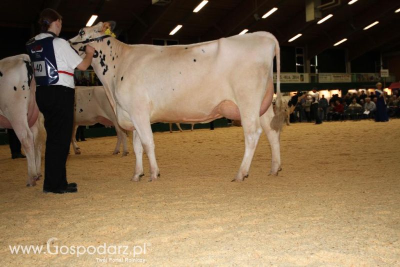 Wystawa  Blickpunkt Rind 2013 w miejscowości Paaren/Glien (Niemcy)