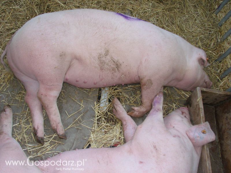 Lochy, knury na XXV Krajowej Wystawie Zwierząt Hodowlanych