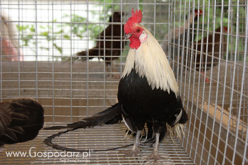 Wielkopolskie Targi Rolnicze „Sielinko 2011”  - Sobota