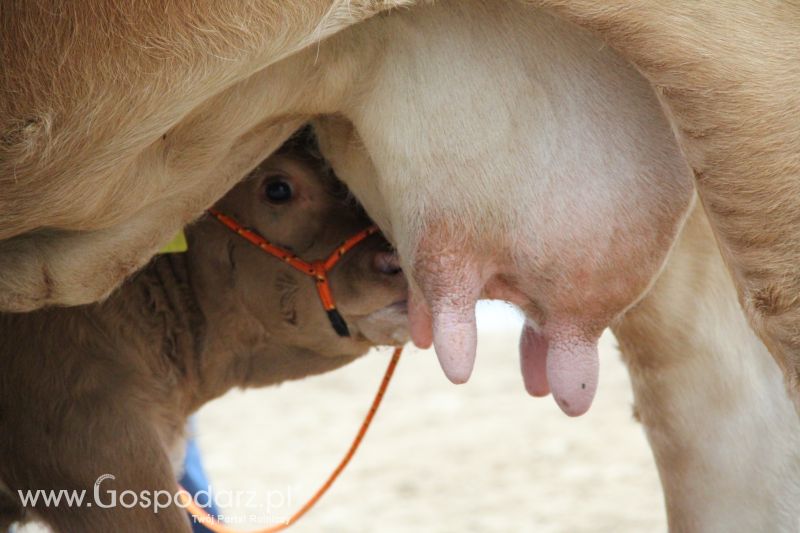 I Krajowa Wystawa Bydła Mięsnego w Sielinku - niedziela