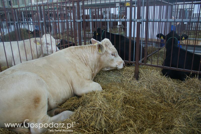 Bydło mięsne na XXV Krajowej Wystawie Zwierząt Hodowlanych