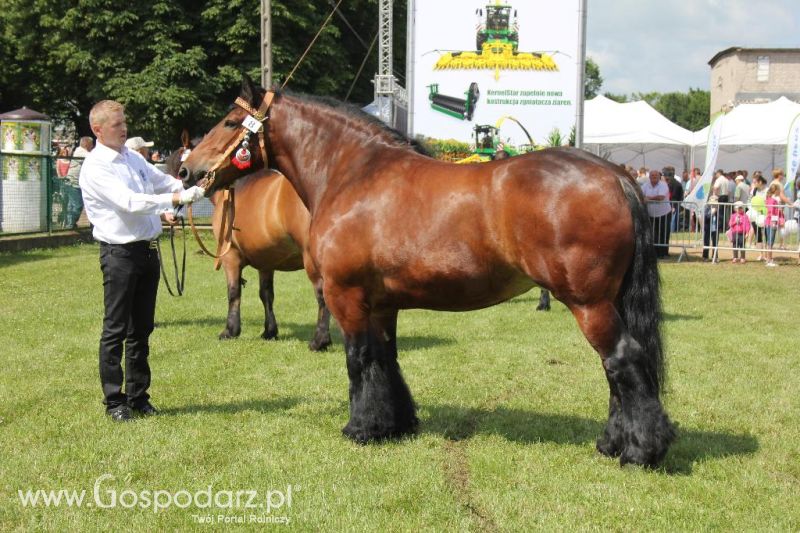 Regionalna Wystawa Zwierząt Hodowlanych i Dni z Doradztwem Rolniczym w Szepietowie-sobota