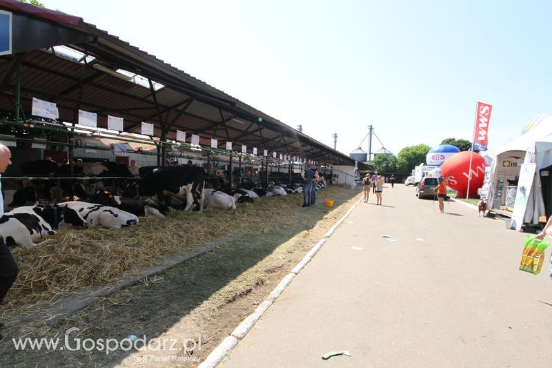  Regionalna Wystawa Zwierząt Hodowlanych W Szepietowie 2016 z Gospodarz.pl