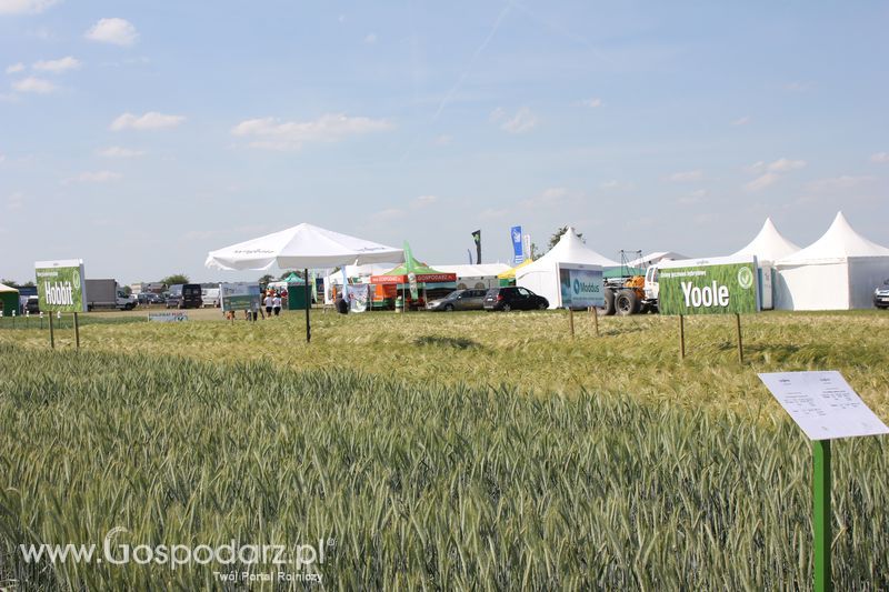 Polskie Zboża 2011 - Sobota