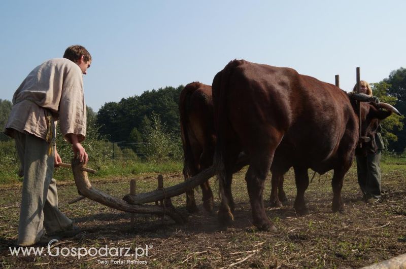 Biskupin - wioska pierwszych rolników