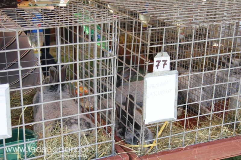 Zielone AGRO SHOW – POLSKIE ZBOŻA 2014 w Sielinku - niedziela