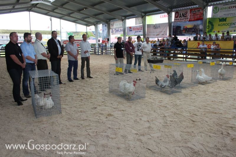 Drób - Szepietowo 2012 XIX Regionalna Wystawa Zwierząt Hodowlanych