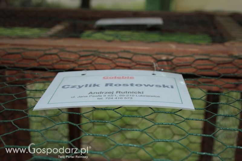 XX Targi Rolnicze Lubniewice - zwierzęta
