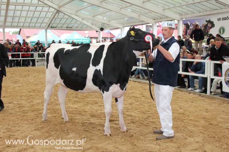 VII Ogólnopolska Wystawa Bydła Hodowlanego - Sielinko 2012