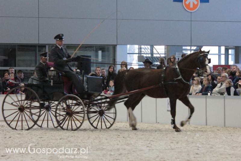 CAVALIADA 2013 w Poznaniu