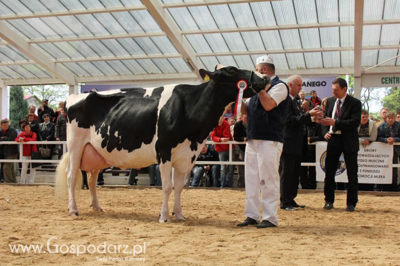 VII Ogólnopolska Wystawa Bydła Hodowlanego - Sielinko 2012