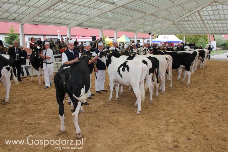 VII Ogólnopolska Wystawa Bydła Hodowlanego - Sielinko 2012