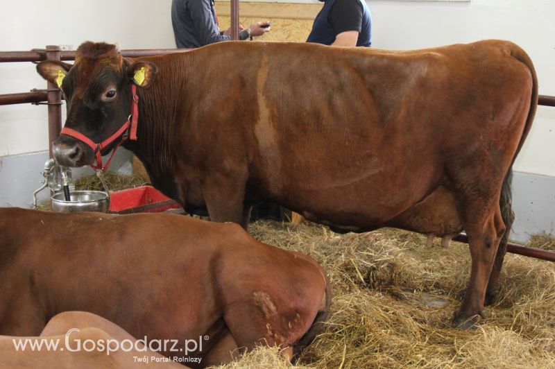 VII Ogólnopolska Wystawa Bydła Hodowlanego - Sielinko 2012