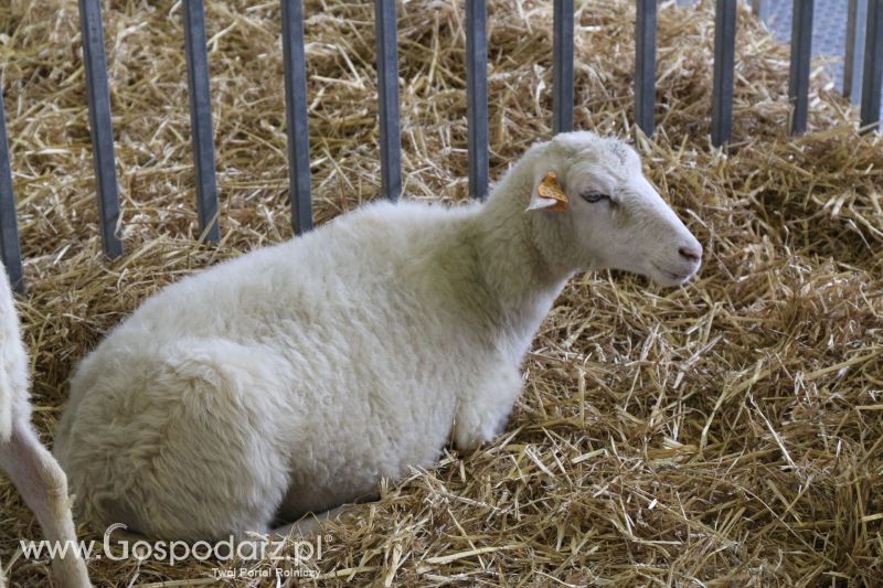 Krajowa Wystawa Zwierząt Hodowlanych w Poznaniu 2017 (sobota, 6 maja)