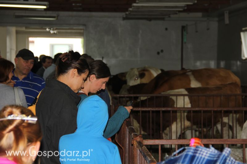 I Krajowa Wystawa Bydła Mięsnego w Sielinku - niedziela