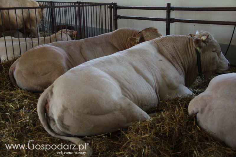 Zielone AGRO SHOW – POLSKIE ZBOŻA 2014 w Sielinku - niedziela