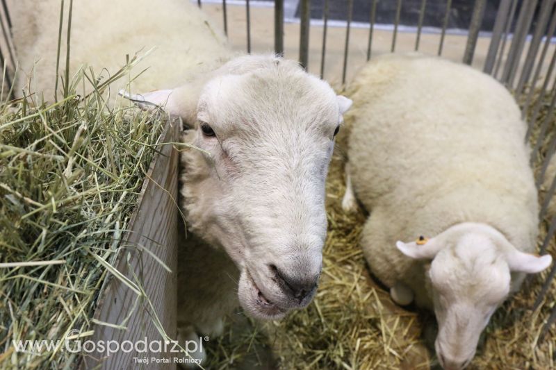 Krajowa Wystawa Zwierząt Hodowlanych w Poznaniu 2017 (sobota, 6 maja)