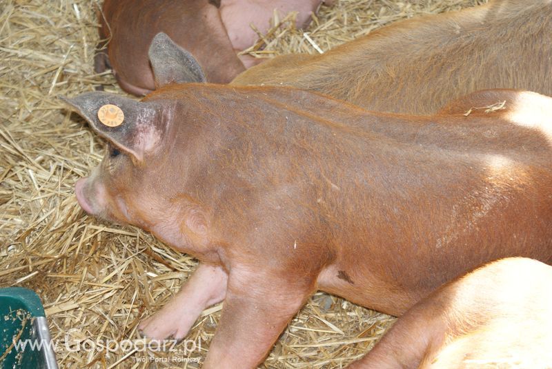 Lochy, knury na XXV Krajowej Wystawie Zwierząt Hodowlanych