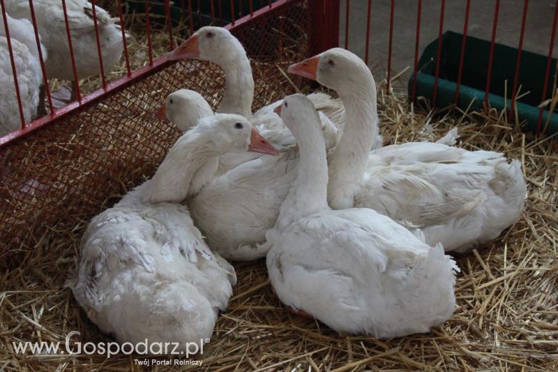 Regionalna Wystawa Zwierząt Hodowlanych i Dni z Doradztwem Rolniczym w Szepietowie-niedziela