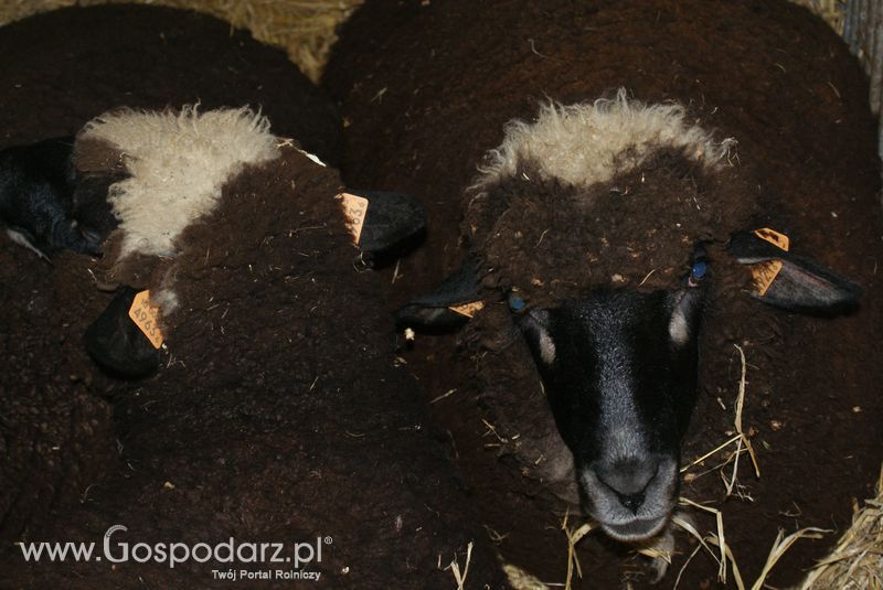 Owce i kozy na XXV Krajowej Wystawie Zwierząt Hodowlanych