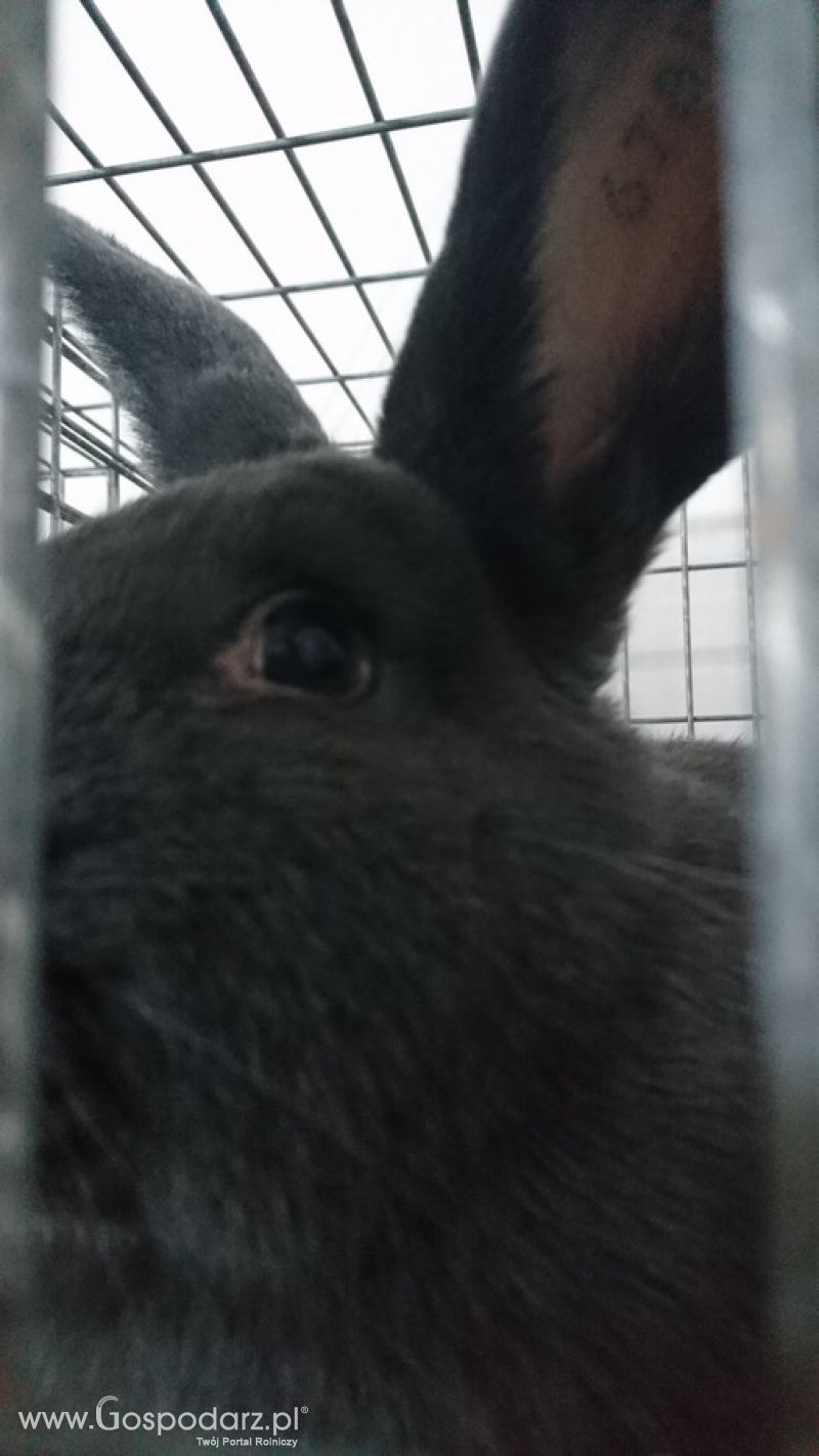 Narodowa Wystawa Zwierząt Hodowlanych 2019