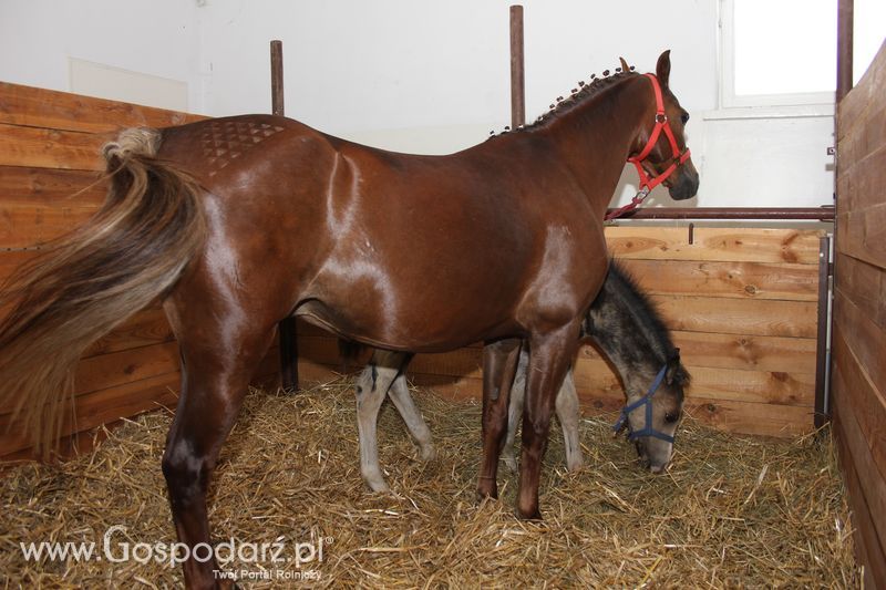 Wielkopolskie Targi Rolnicze „Sielinko 2011”  - Sobota