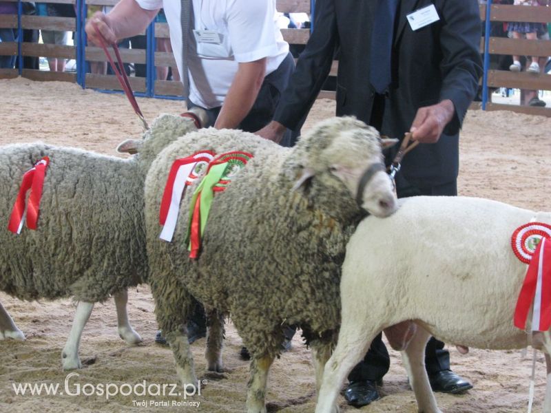 Owce- Szepietowo 2012 XIX Regionalna Wystawa Zwierząt Hodowlanych