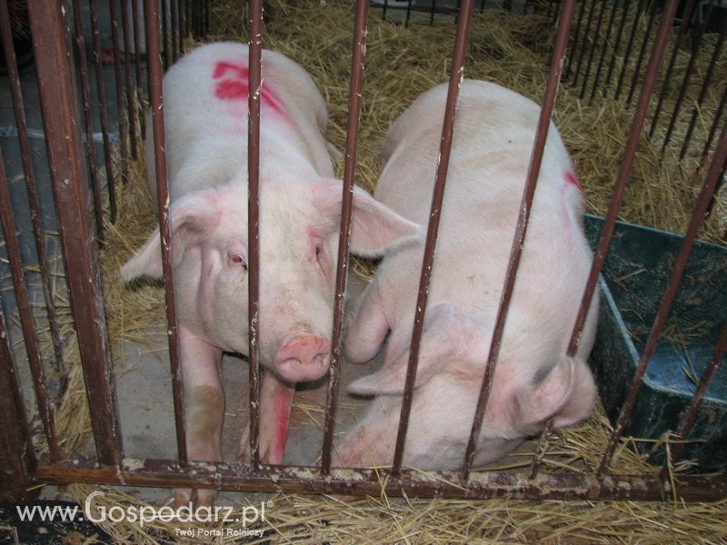 Lochy, knury na XXV Krajowej Wystawie Zwierząt Hodowlanych