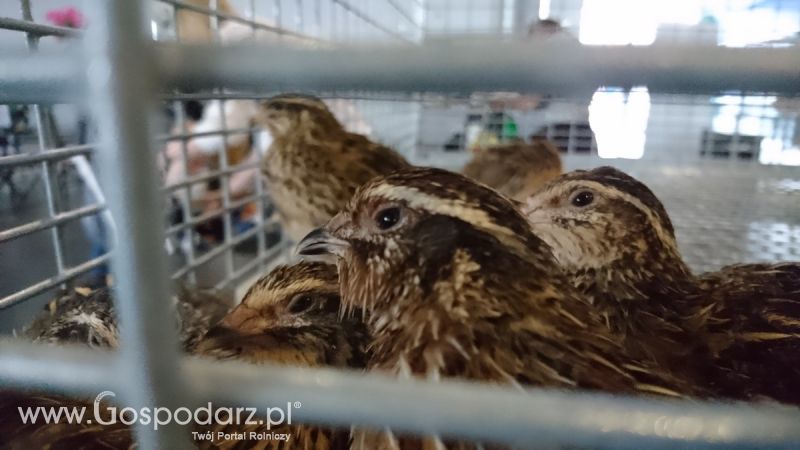 Narodowa Wystawa Zwierząt Hodowlanych 2019