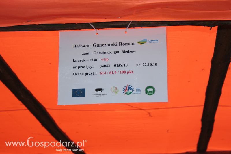 XX Targi Rolnicze Lubniewice - zwierzęta