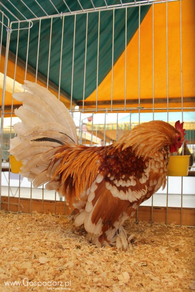 Wielkopolskie Targi Rolnicze „Sielinko 2011”  - Sobota